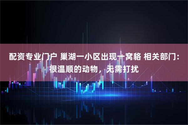 配资专业门户 巢湖一小区出现一窝貉 相关部门：很温顺的动物，无需打扰